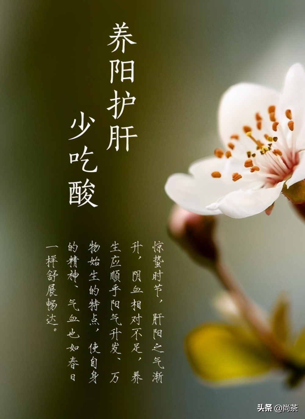 惊蛰与茶,惊蛰喝什么茶养生