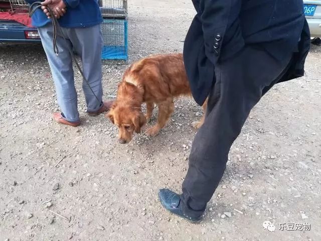 主人把狗卖了狗哭了,金毛被主人卖掉自己回来