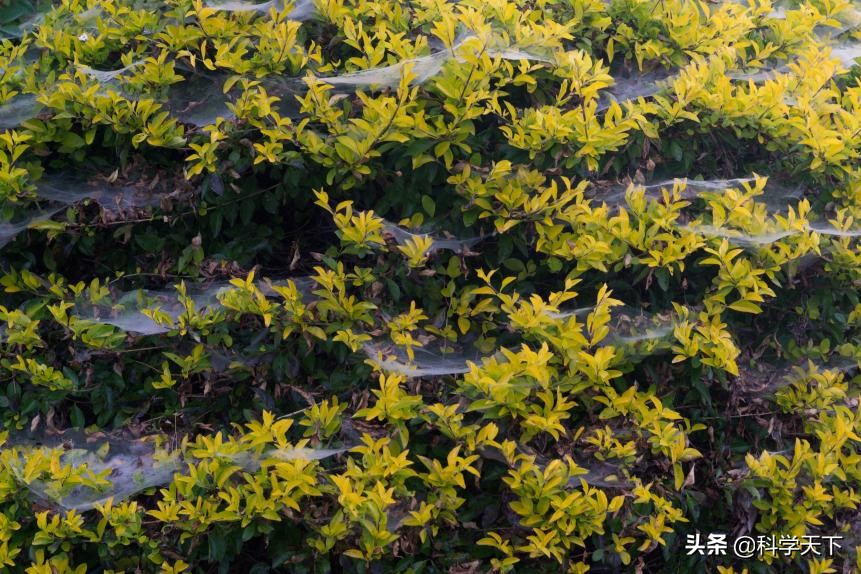 蜘蛛丝的神奇材料,蜘蛛丝能治疗伤口吗