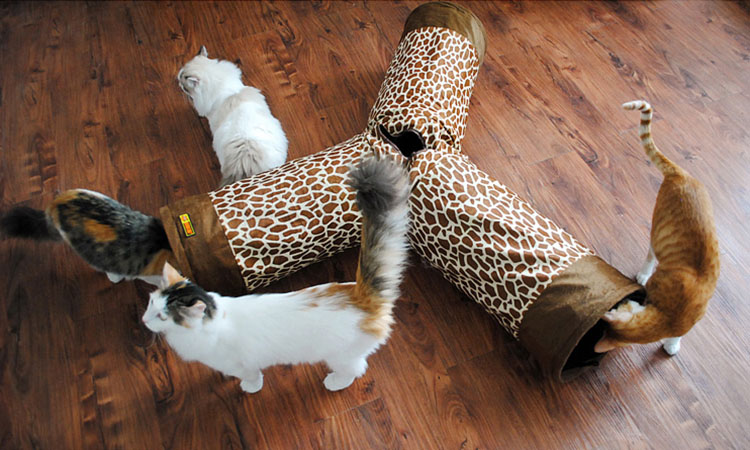 盘点喵星人爱不释手的玩具,喵星人必备玩具