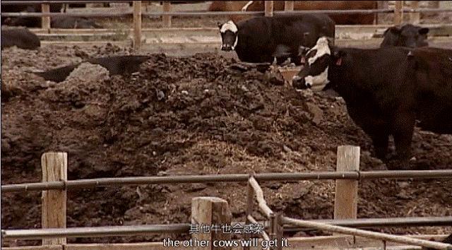 因为一个汉堡，她亲眼看着儿子死去！美国吃的食物到底有多脏...