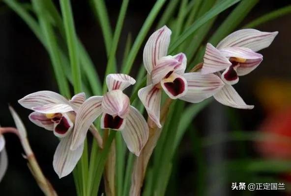 为什么兰花被称为国兰,为什么兰花又叫国兰