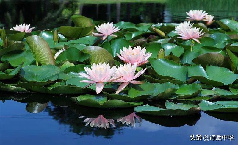 辞赋|不争桃花之期,勿羡牡丹之富《睡莲赋并序》