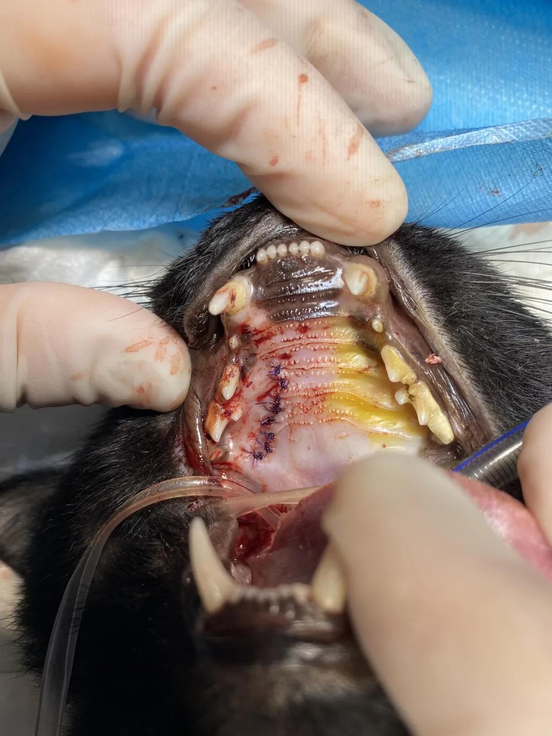 如果狗身上有虱子应该怎么办,如果狗狗身上有虫子怎么办