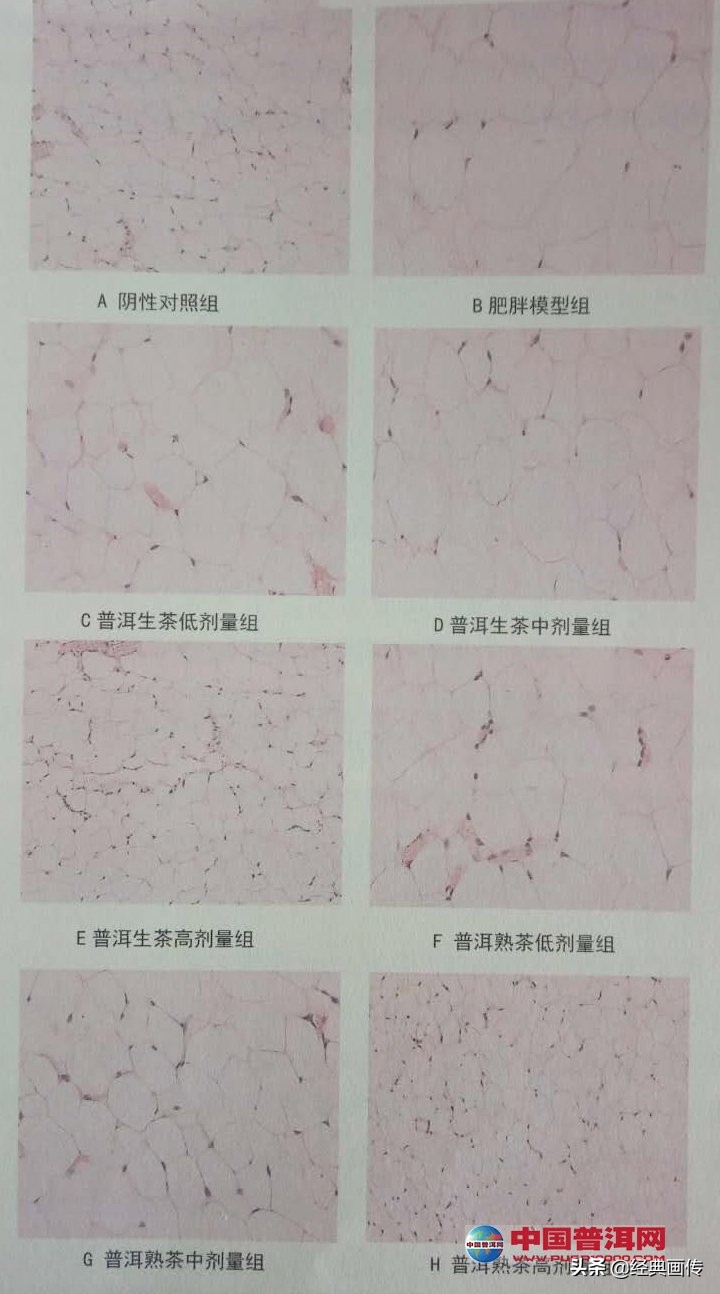 荷叶普洱茶有减肥的功效吗,普洱茶的减肥功效