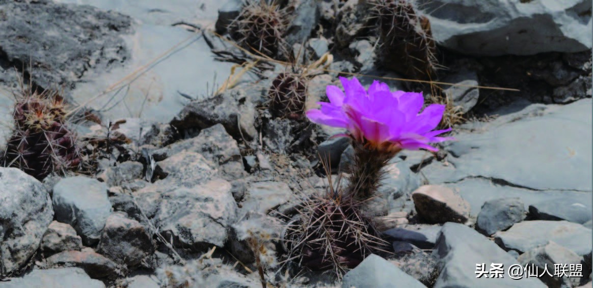 石食者THESTONEEATERS六