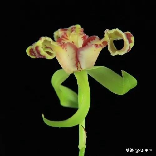 蕙兰兰花品种排名,蕙兰花精品品种