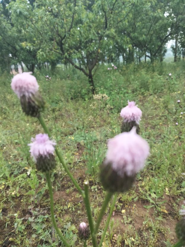 永远的九岁诗词,永远的九岁英文版