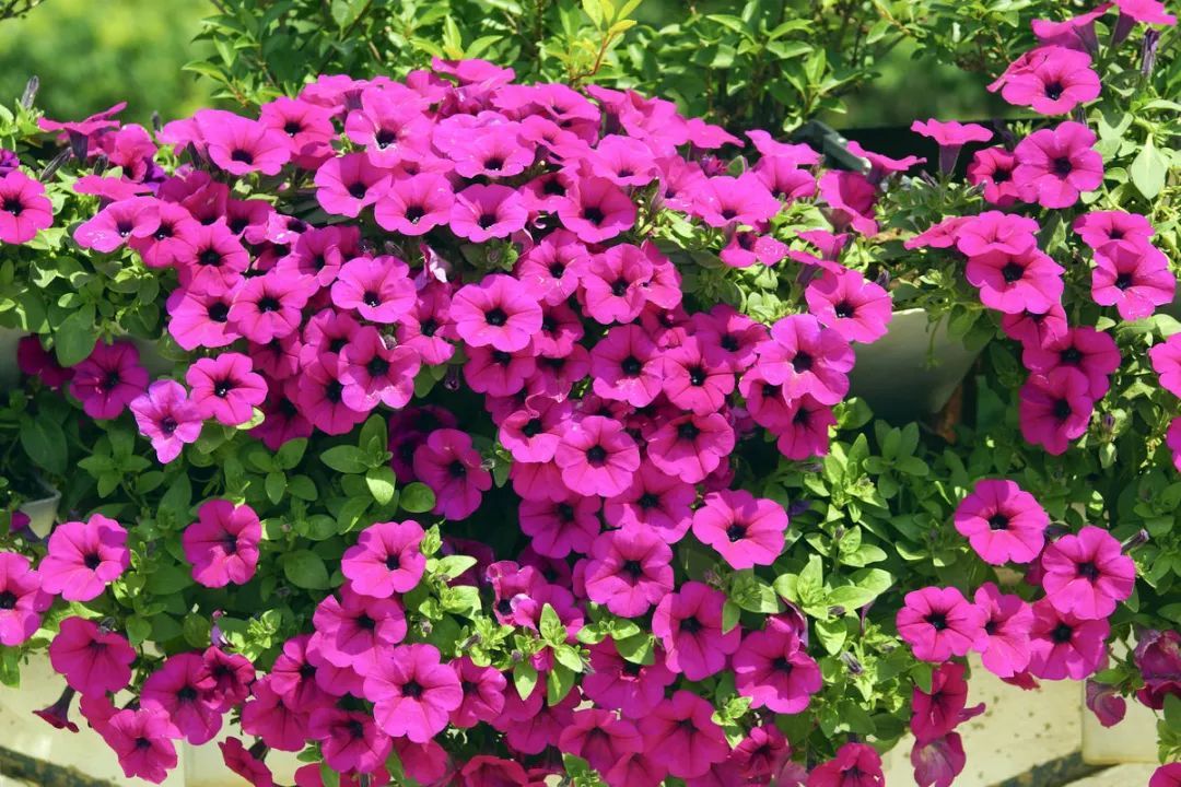 100种常见观叶植物图鉴史上最全,农村常见的100种植物