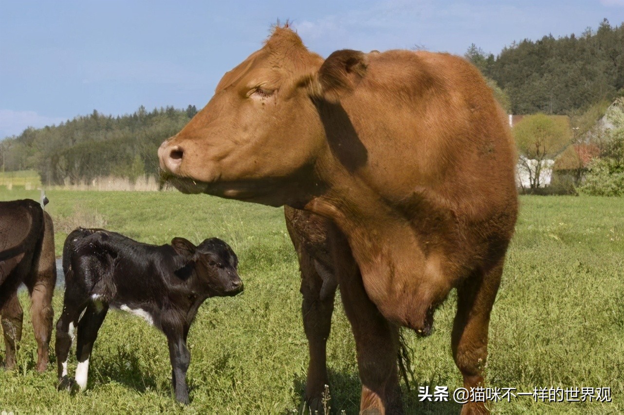 不断挑衅中国的澳大利亚，出口中国市场的牛肉被俄罗斯取代