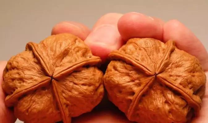 文玩核桃分类及特征,文玩核桃的种类和特点