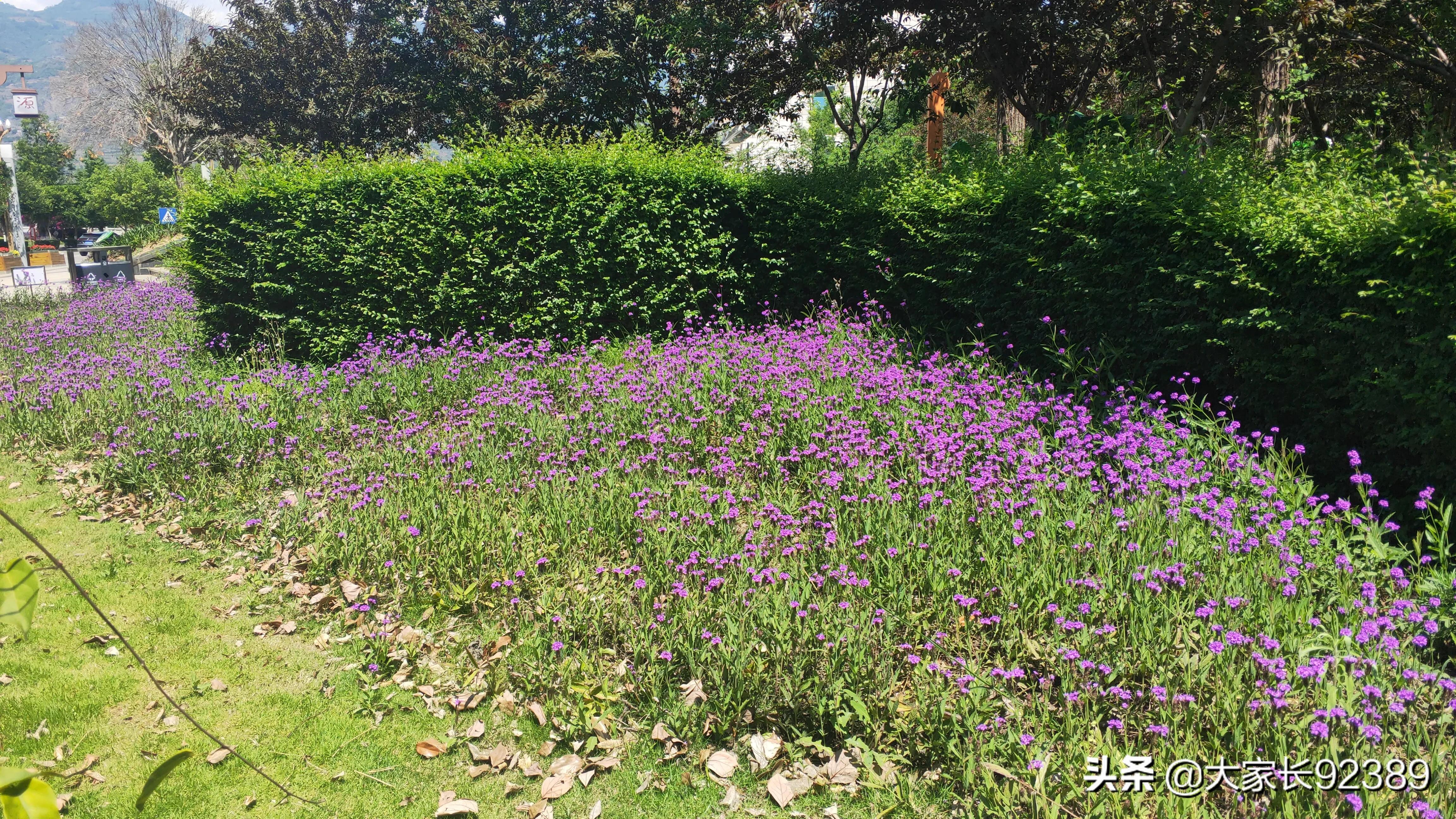 紫色的的英语,紫色的诗歌赏析