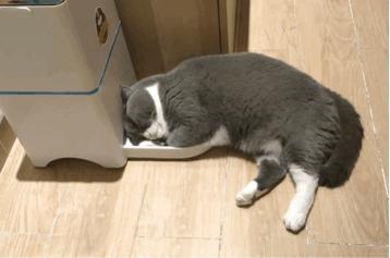 如何制止猫咪六七点叫,如何拒绝猫咪叫醒