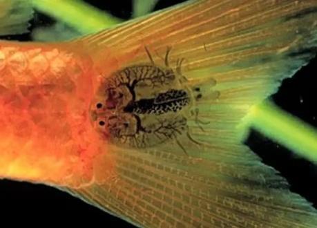 观赏鱼常见的8种疾病,观赏鱼常见病及解决办法