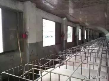 猪感染链球菌病的症状及治疗方法,猪链球菌病和蓝耳病怎么鉴别