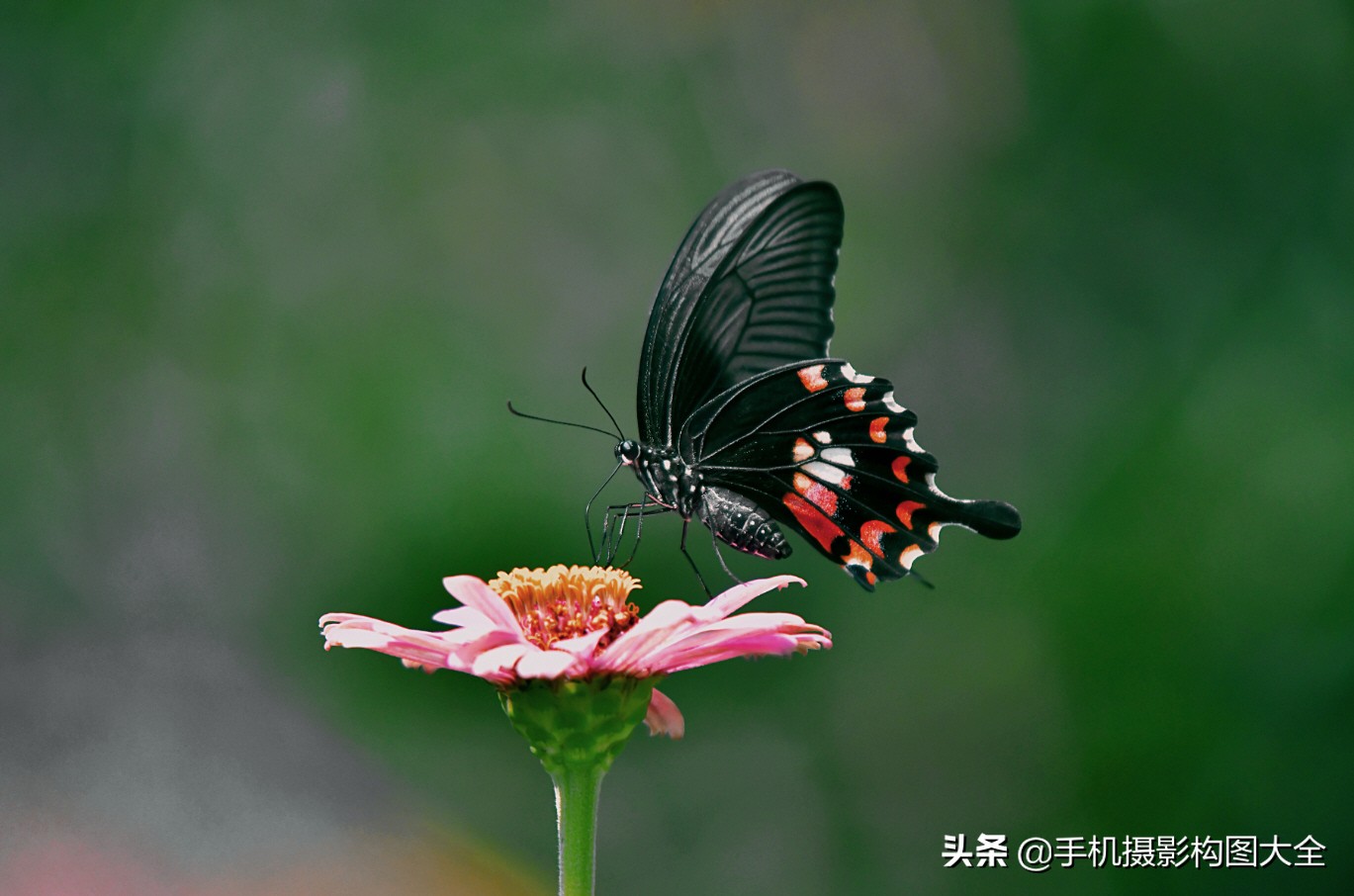 拍蝴蝶最大收获,拍蝴蝶技巧