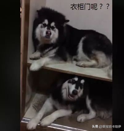 阿拉斯加喂狗饭,阿拉斯加狗吃饭配餐日常