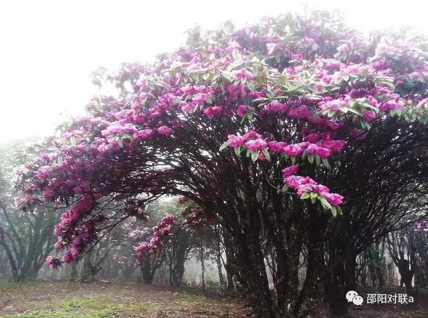 邵阳楹联的基本情况,湖南邵阳楹联碑刻