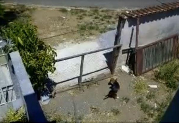 关在家里的母狗突然怀孕，主人百思不得其解，看完监控怒了