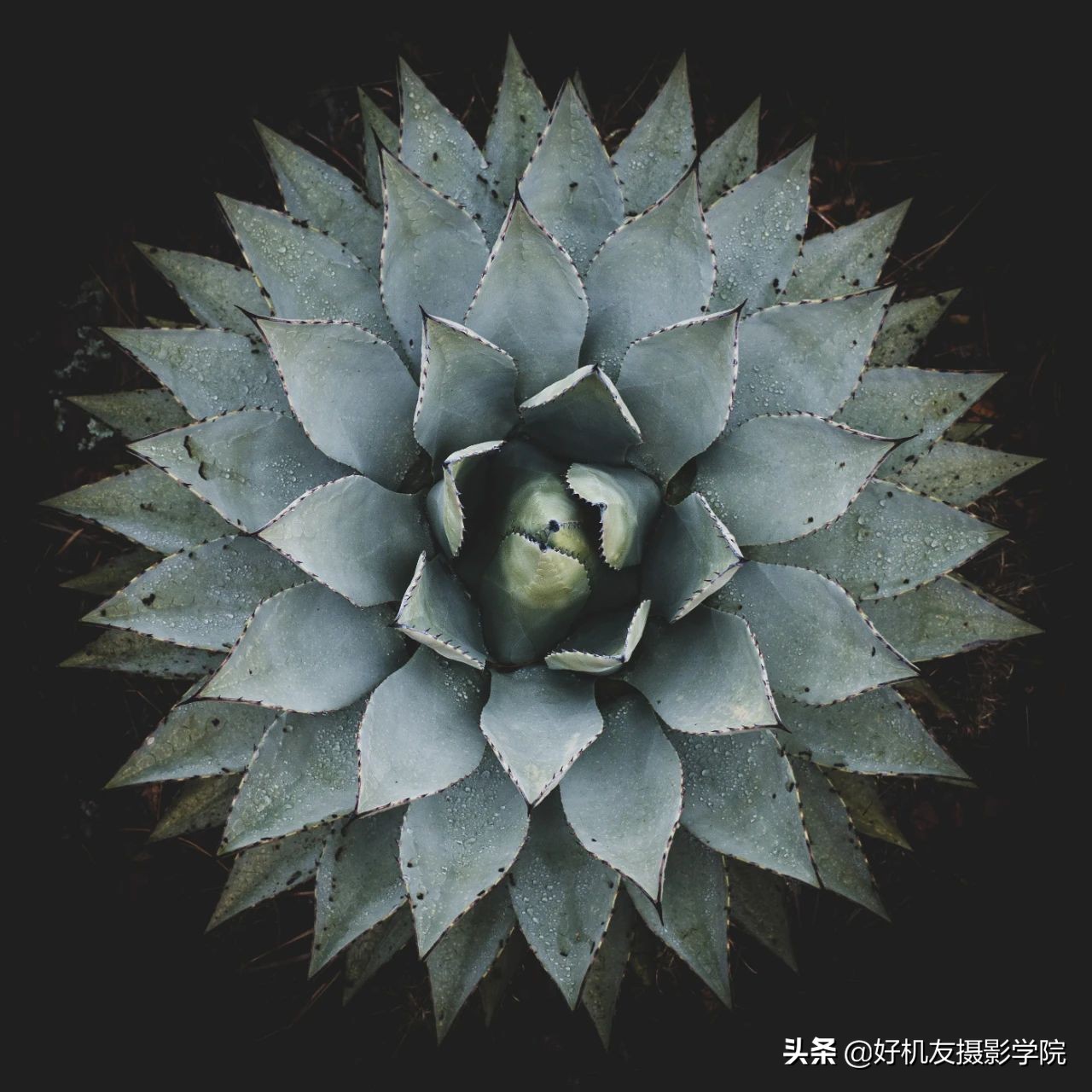 十五种最漂亮的多肉,15种好看的多肉