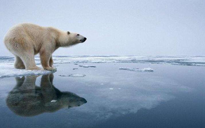 大连野生梅花鹿的来历,大连海中发现梅花鹿