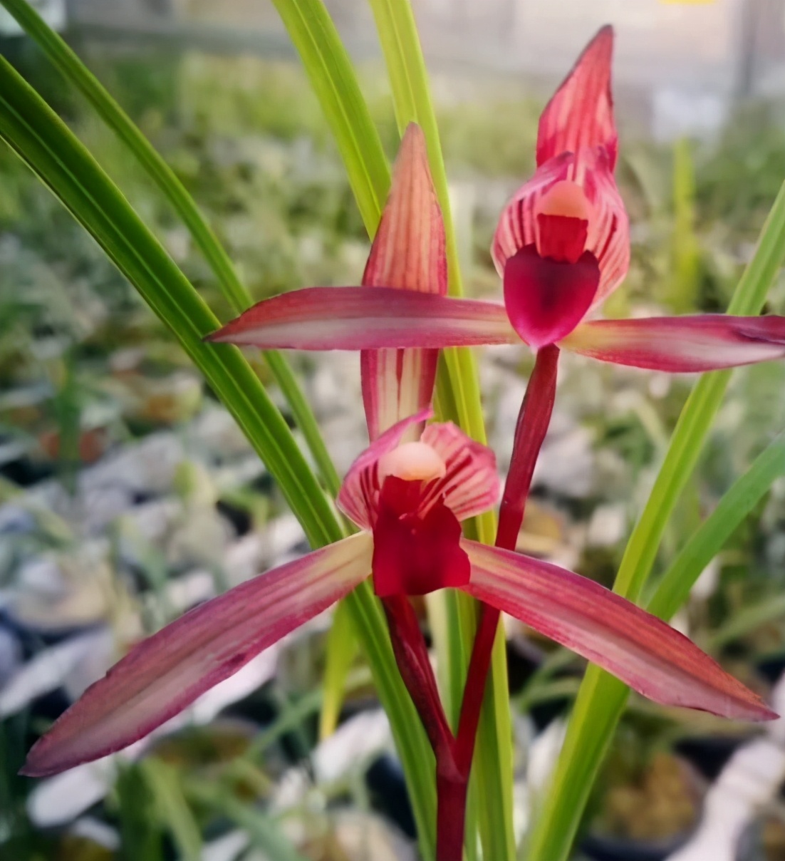 墨兰黑珍珠兰花多少钱一苗,此兰花被誉为国兰第一红