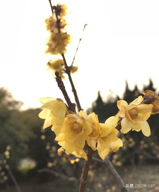 腊梅与梅花是一种花吗为什么,梅花和腊梅是不是一种植物