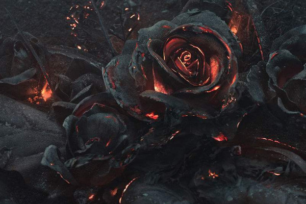 黑色的花,发光的暗夜精灵