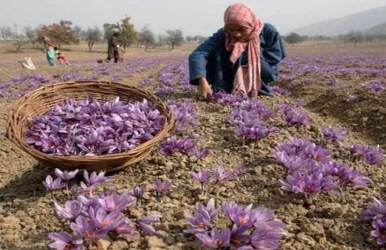 西红花长什么样子图片,西红花名贵吗