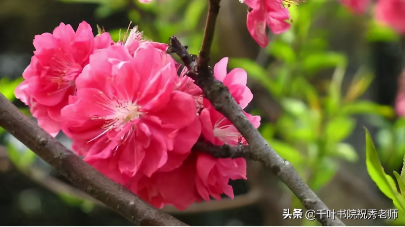 典故诗话258食蔗从梢佳境渐入