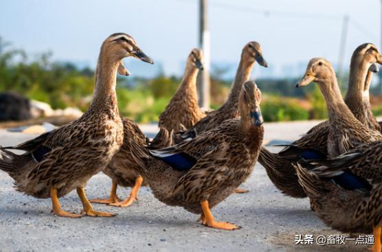 鸭受精率低是什么原因,怎样给种鸡母鸭输精是正确的