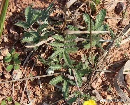 农村的一种野草根像土参,农村这种野草根止咳化痰效果很棒