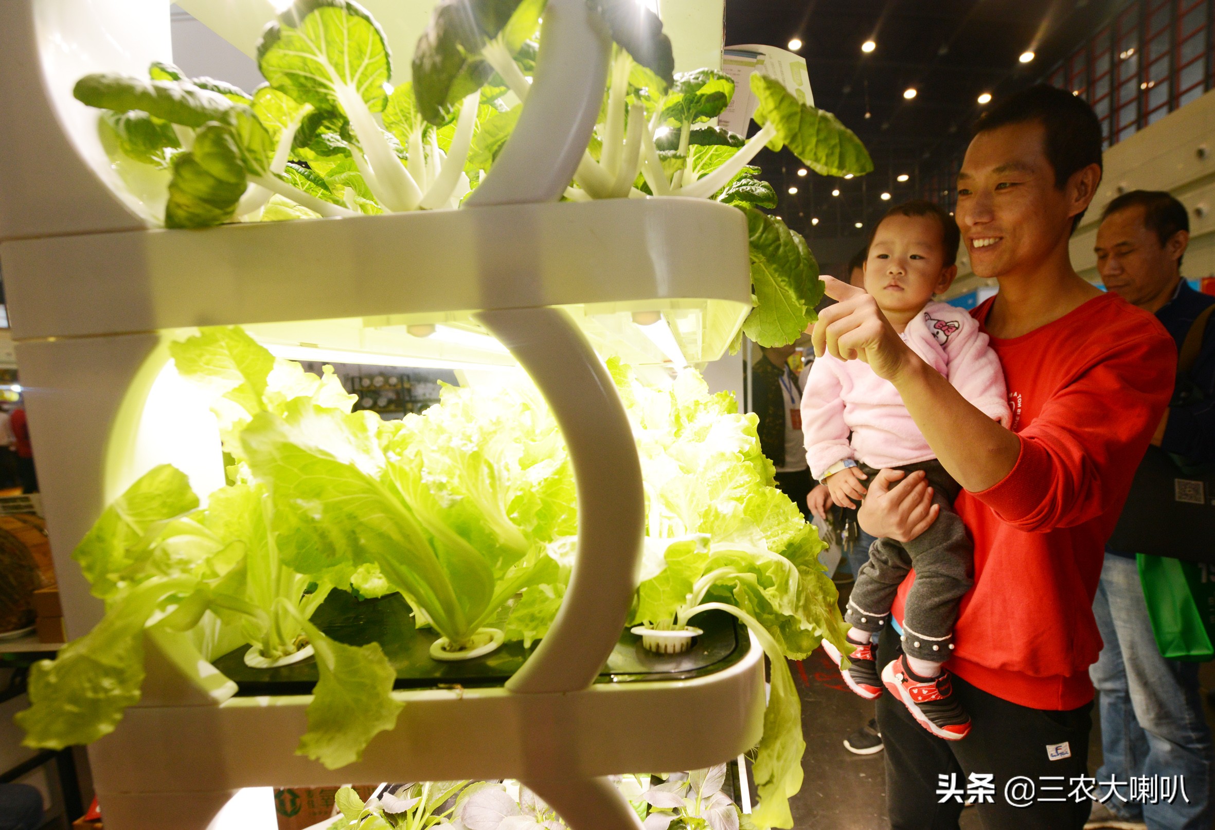 智能种菜机可种哪些植物,苹果盆栽种植