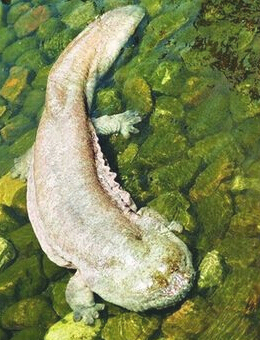 十大最好看的观赏鱼图片大全,十种最漂亮的观赏鱼图片