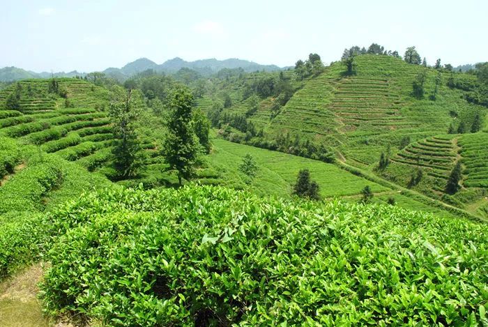 冬日宅家提升幸福感的东西,冬天提升幸福感的好茶