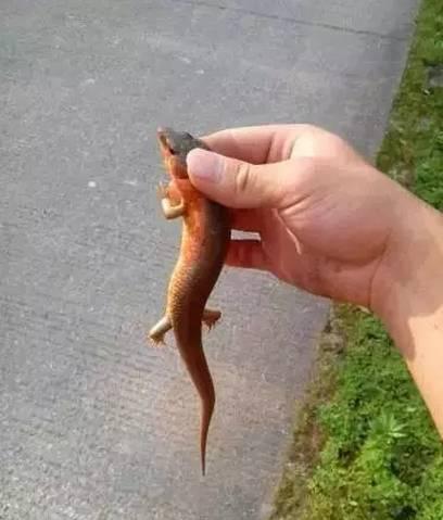 80后儿时玩物“狗婆蛇”，因犯了大忌，如今已是濒危保护动物？