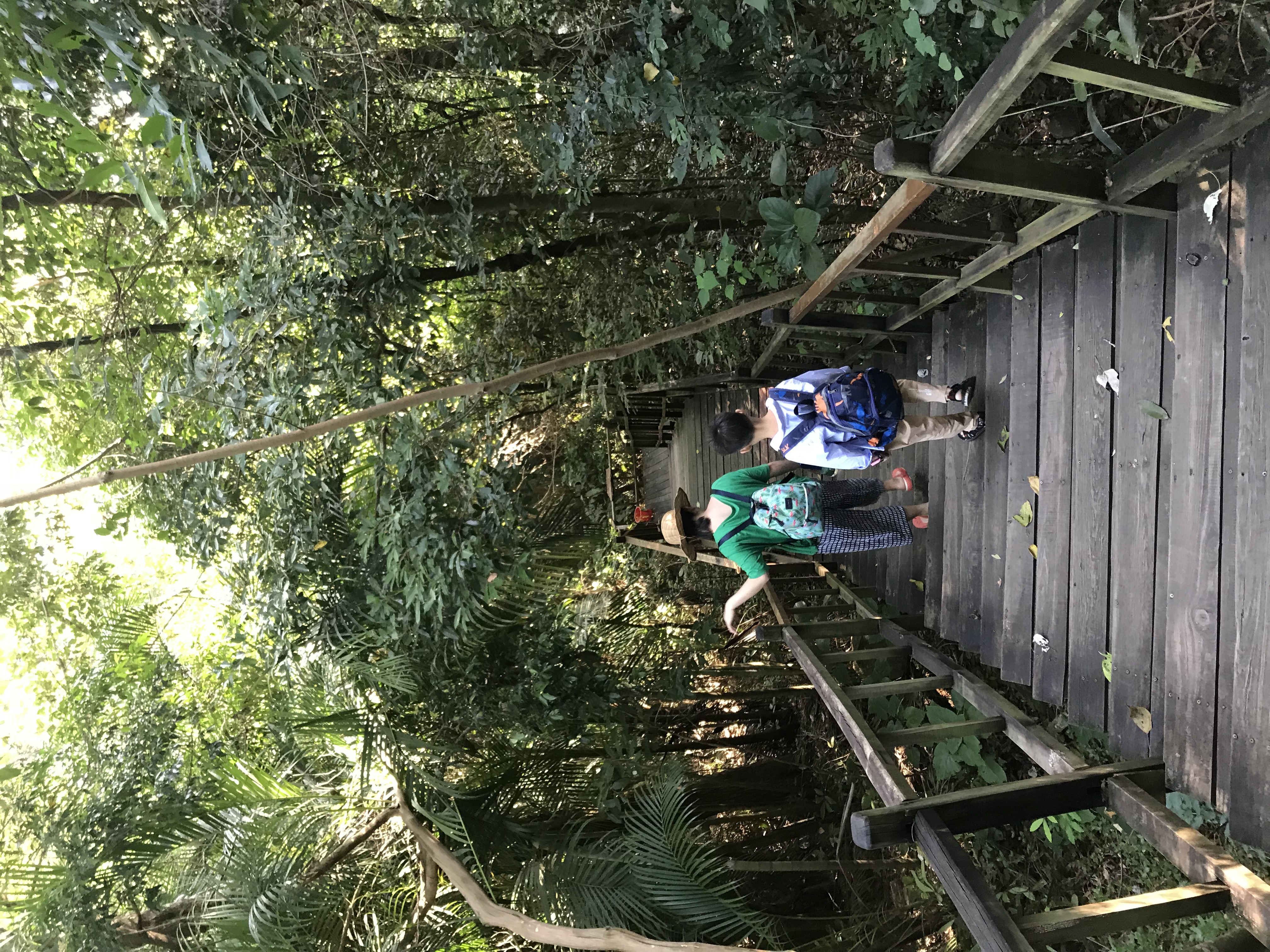 1500年的“母生”藏于此，这里集海南珍稀名木，神奇霸王岭