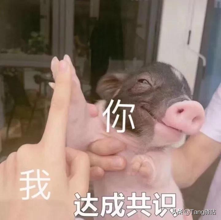 看完这部“秘籍”后,我用被削的恶魔猎手拿到了“12胜”奖励!