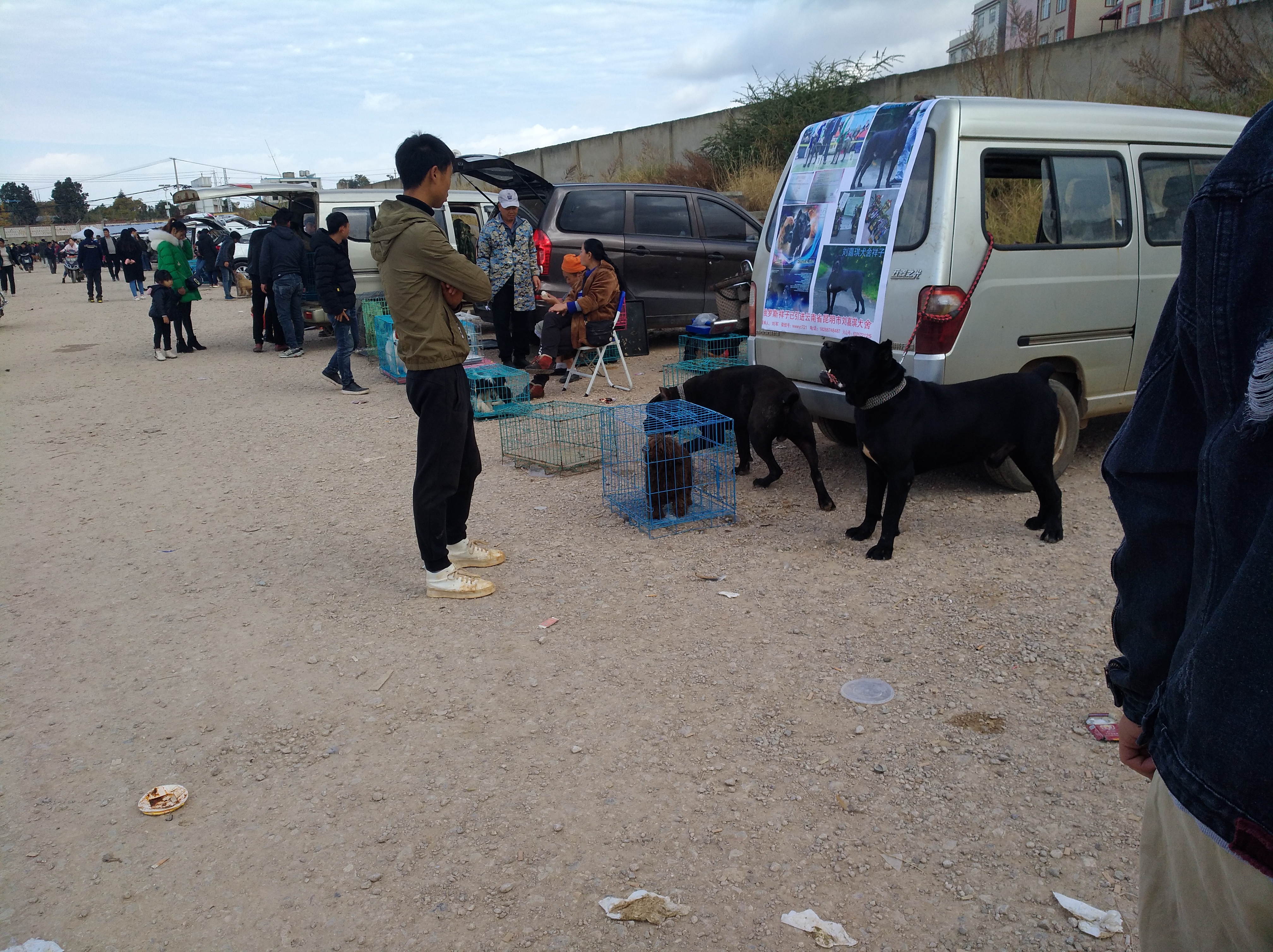 品相最好的杜高犬,杜高犬舍靠谱吗