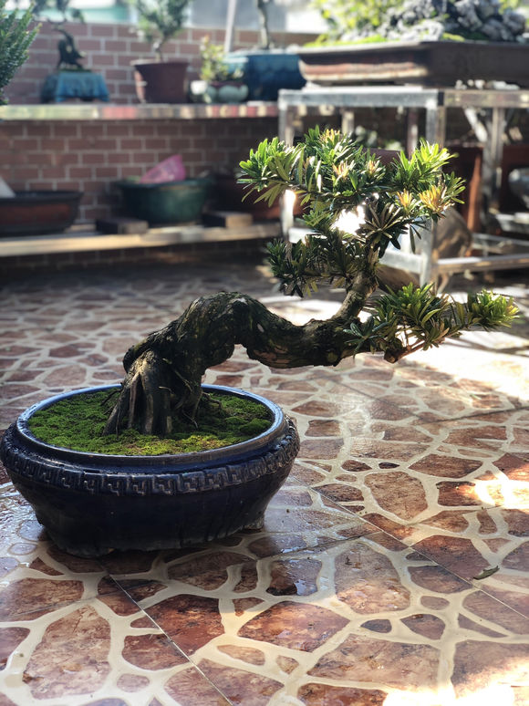 罗汉松叶子黄了怎么救活,罗汉松叶子发黄干枯是什么原因