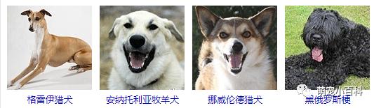 狗狗品种分类大全,狗狗品种鉴定