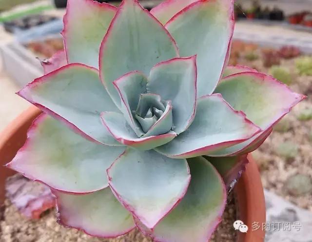 谈一谈多肉植物中的“三仙”，你了解吗