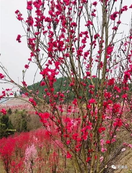成都桃花花海,成都绕城周边花海