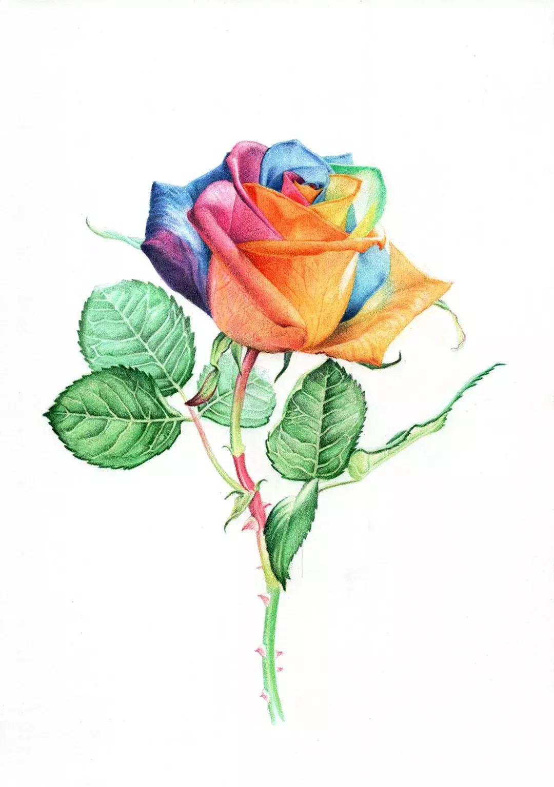 玫瑰大全|说到玫瑰只能想到红玫瑰的,建议你好看看本文!