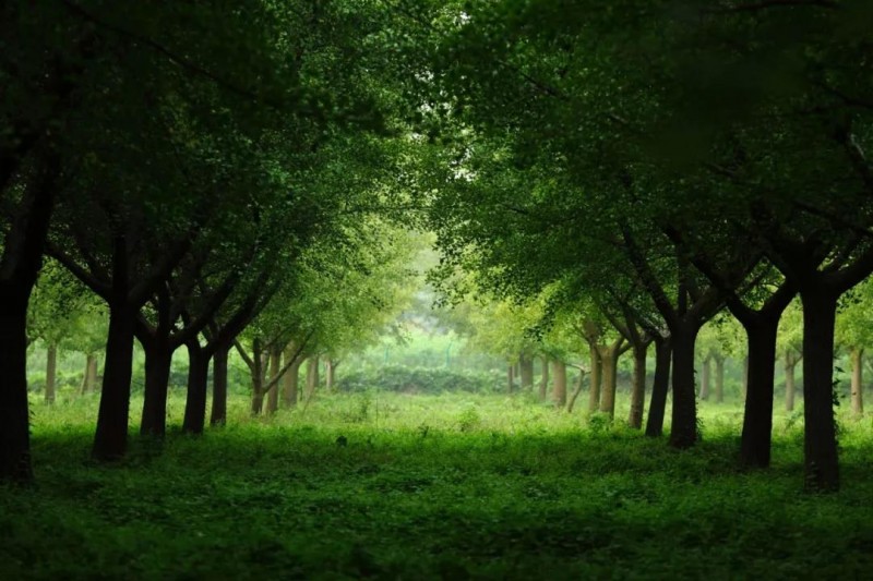 如皋长江镇第一强镇,被低估的王者