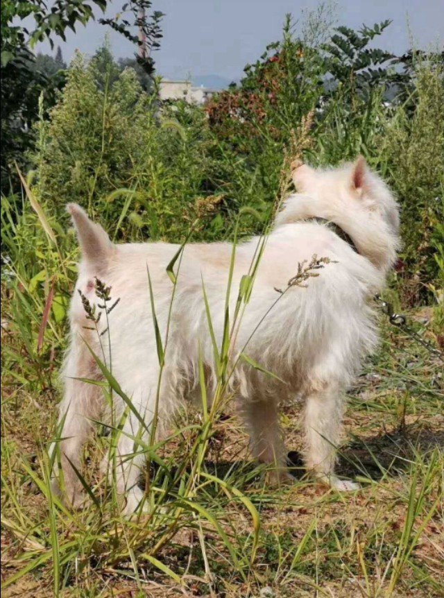 贵州下司古镇的名犬,贵州名犬下司犬由来是什么