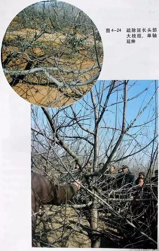 苹果树傻瓜式修剪技术详解,桃树傻瓜式修剪技术