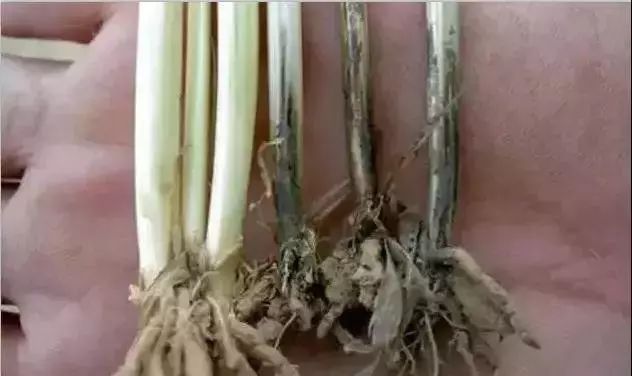 今年种小麦还需拌药吗,今年种小麦用什么药