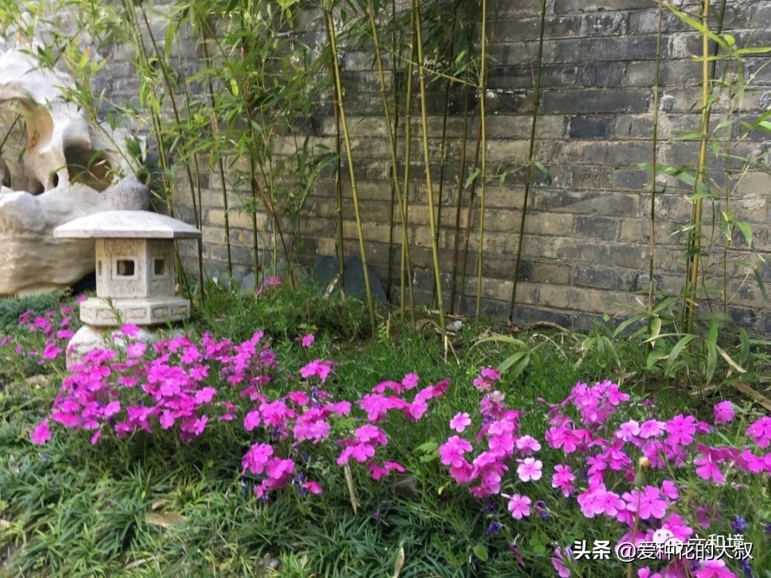 泰州六和境禅意庭院民宿,一院花香