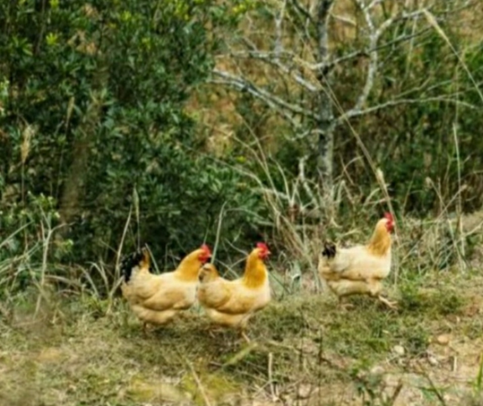 杀鸡要怎么烧才好吃,鸡肉怎么杀才能最好吃